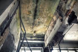 Best Mold Prevention Services in Harlan, IA